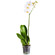 White Phalaenopsis orchid in a pot. Kazakhstan
