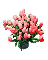 red tulips
